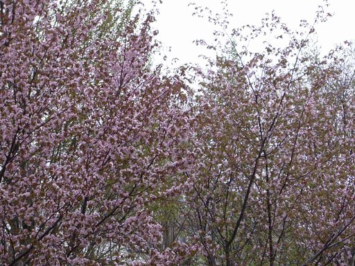 葉っぱと桜がぁ〜