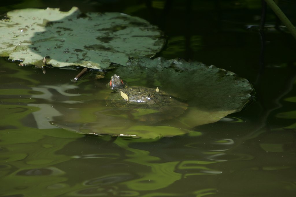 夏バテ