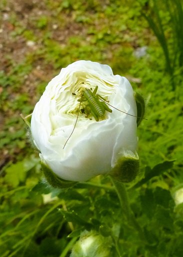 花の上の虫は？
