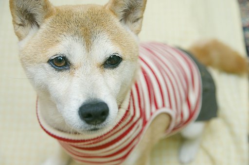 【伝】安さ・・・