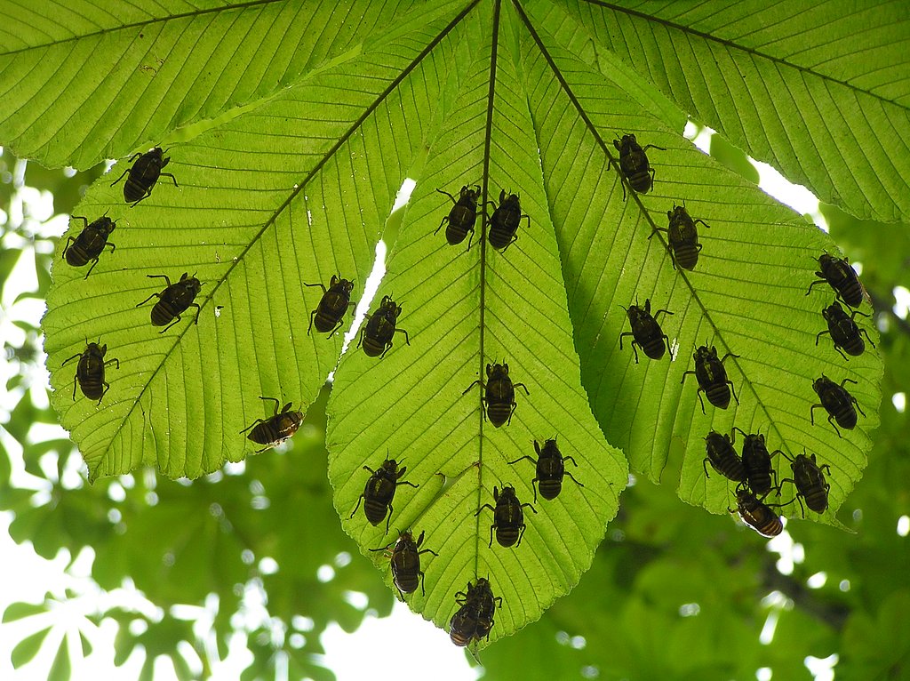 うじゃうじゃ