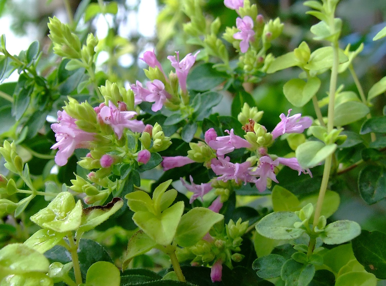オレガノの花