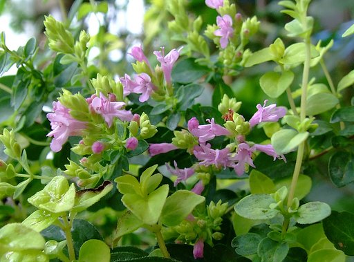 オレガノの花