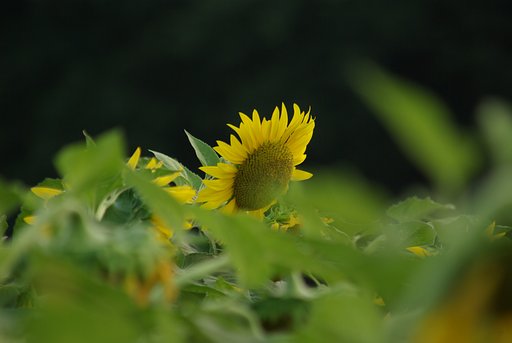 ひまわり