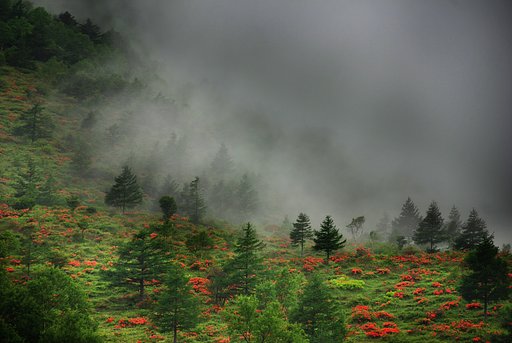 湯ノ丸高原のレンゲツツジ