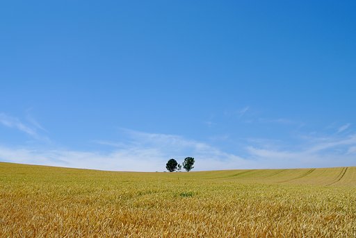 美瑛の夏