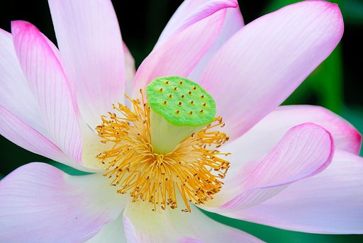 レンコンの花 2