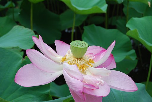 大賀蓮