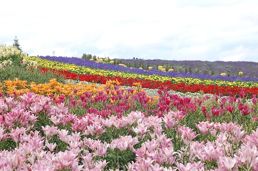 綺麗な花でした・・・