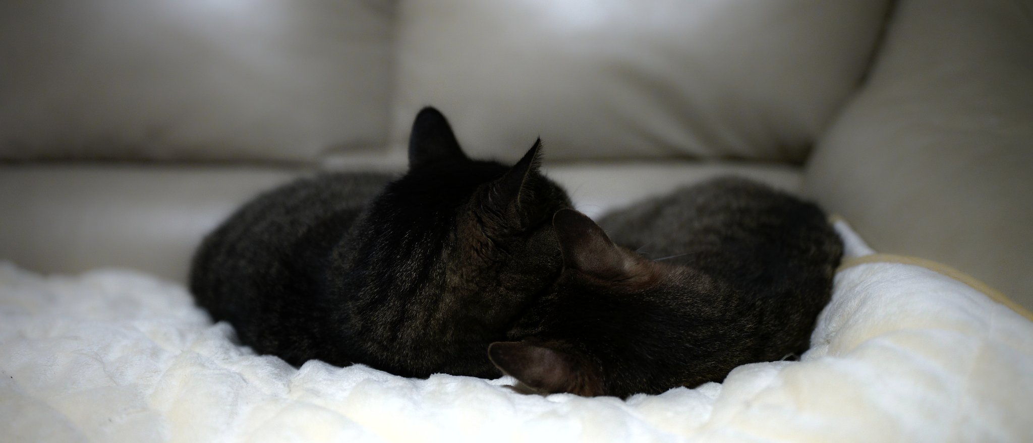ねこたち