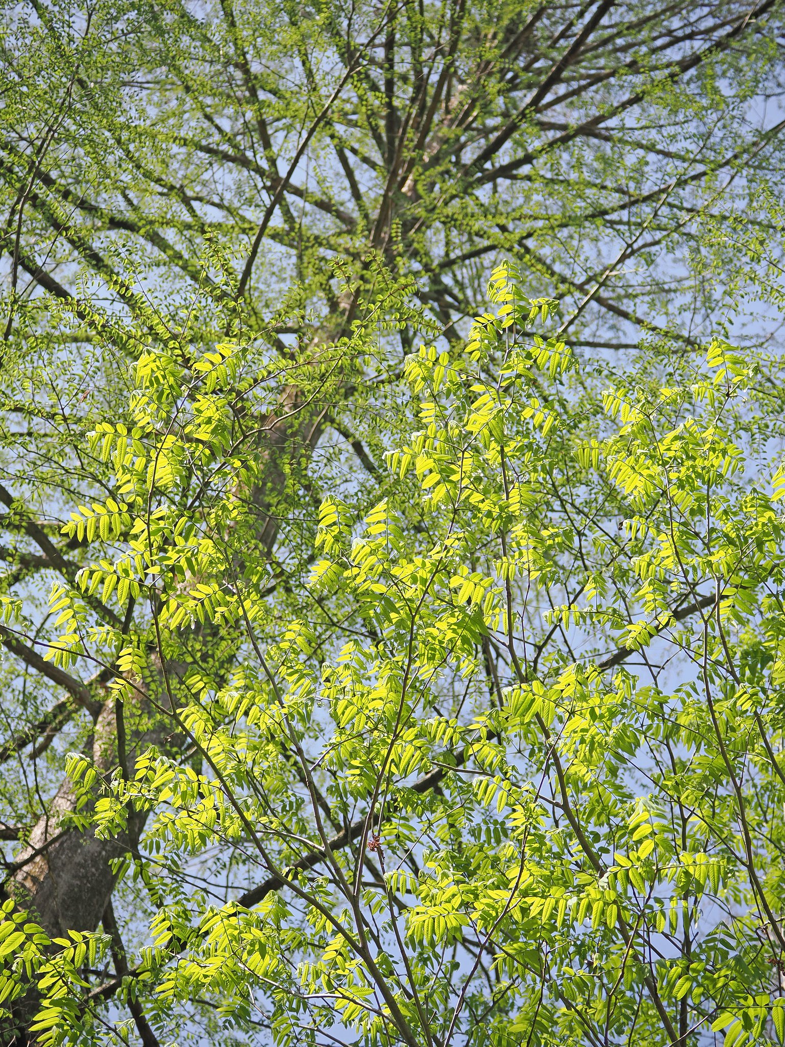 Let it green〜高尾森林科学園〜