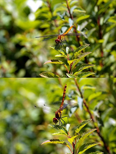トンボの倒立？