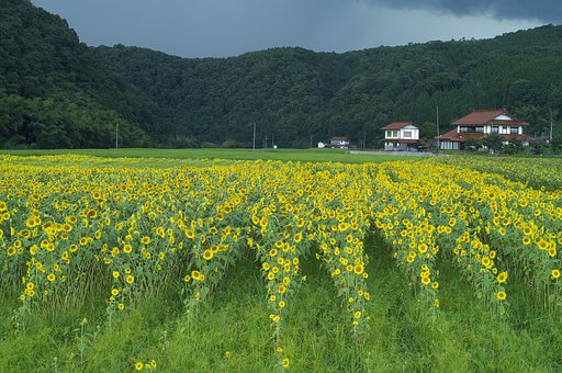 休耕田のヒマワリ