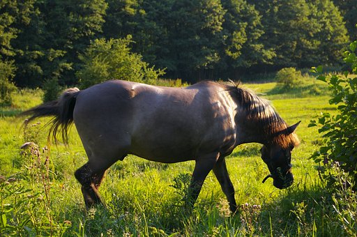 Horse on pasture