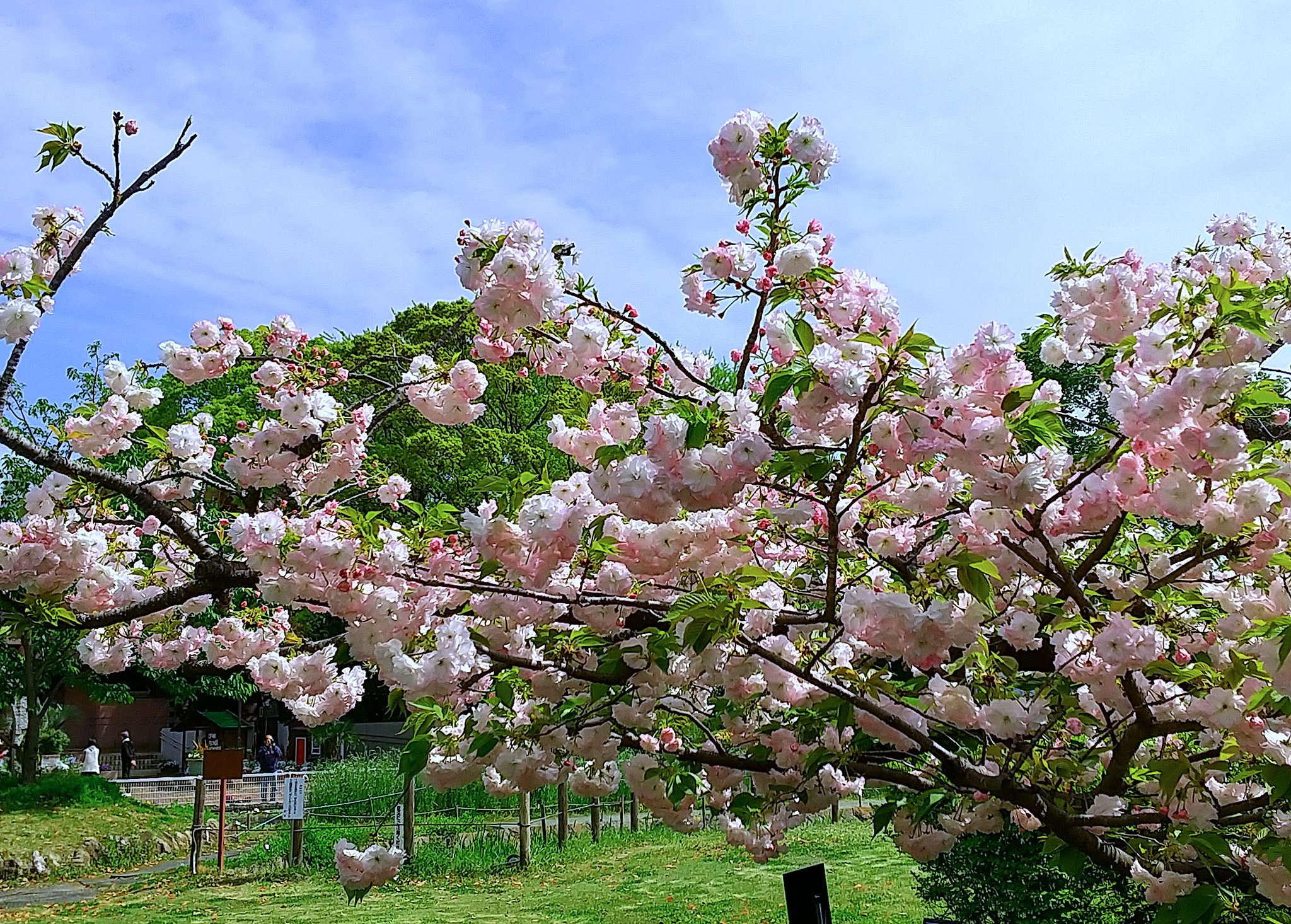 松月
