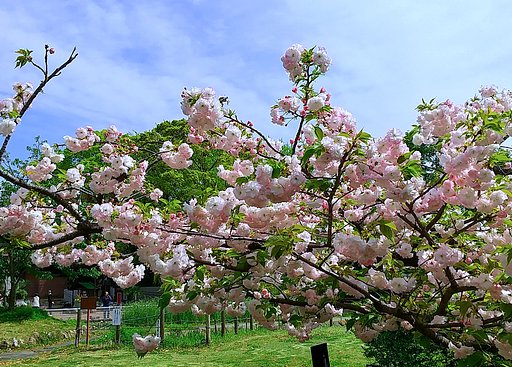 松月
