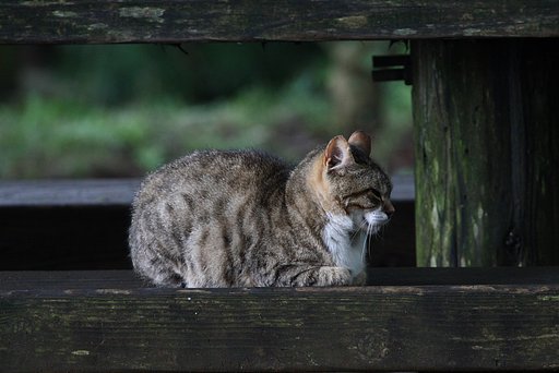 山の中の猫