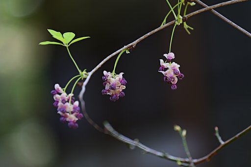アケビ