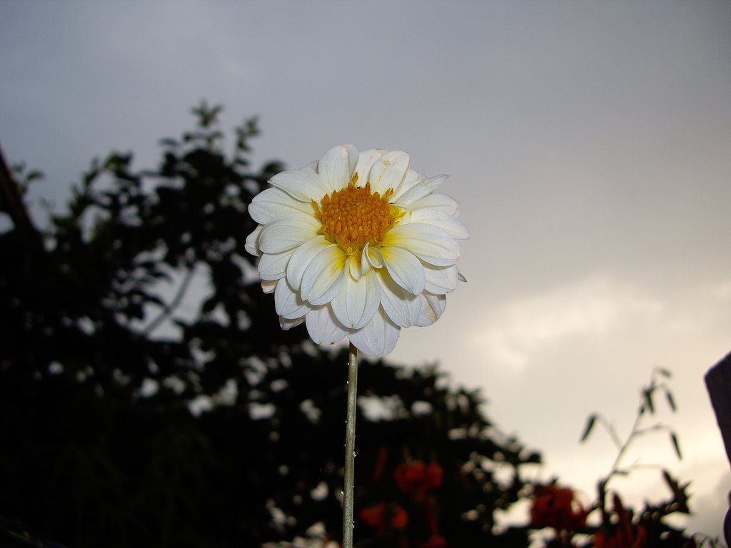 白い花