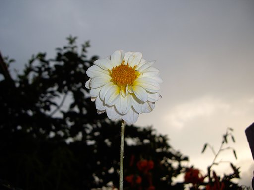 白い花