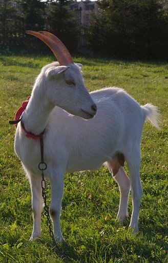 Goat-1
