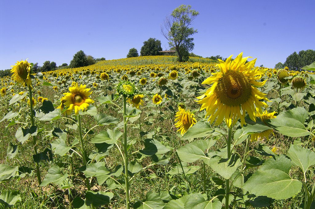 Under the Tuscan Sun 3