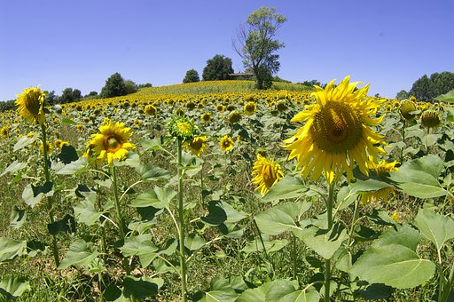 Under the Tuscan Sun 3