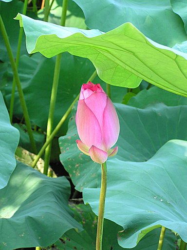 台北植物園の蓮の花-3