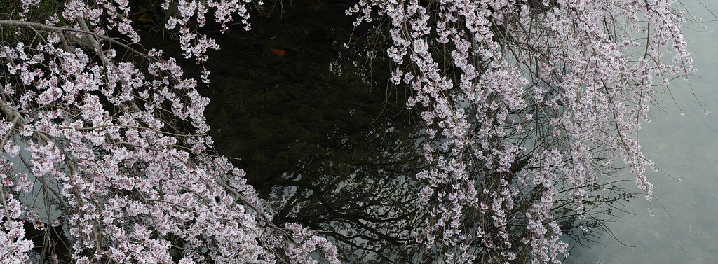 枝垂れ桜