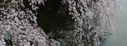 枝垂れ桜