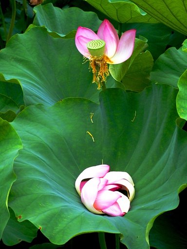 花の命は短くて・・・