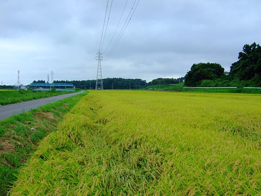 そろそろ・・・