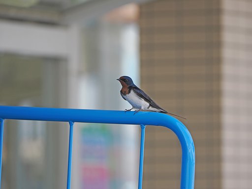 イケメン、始めました。