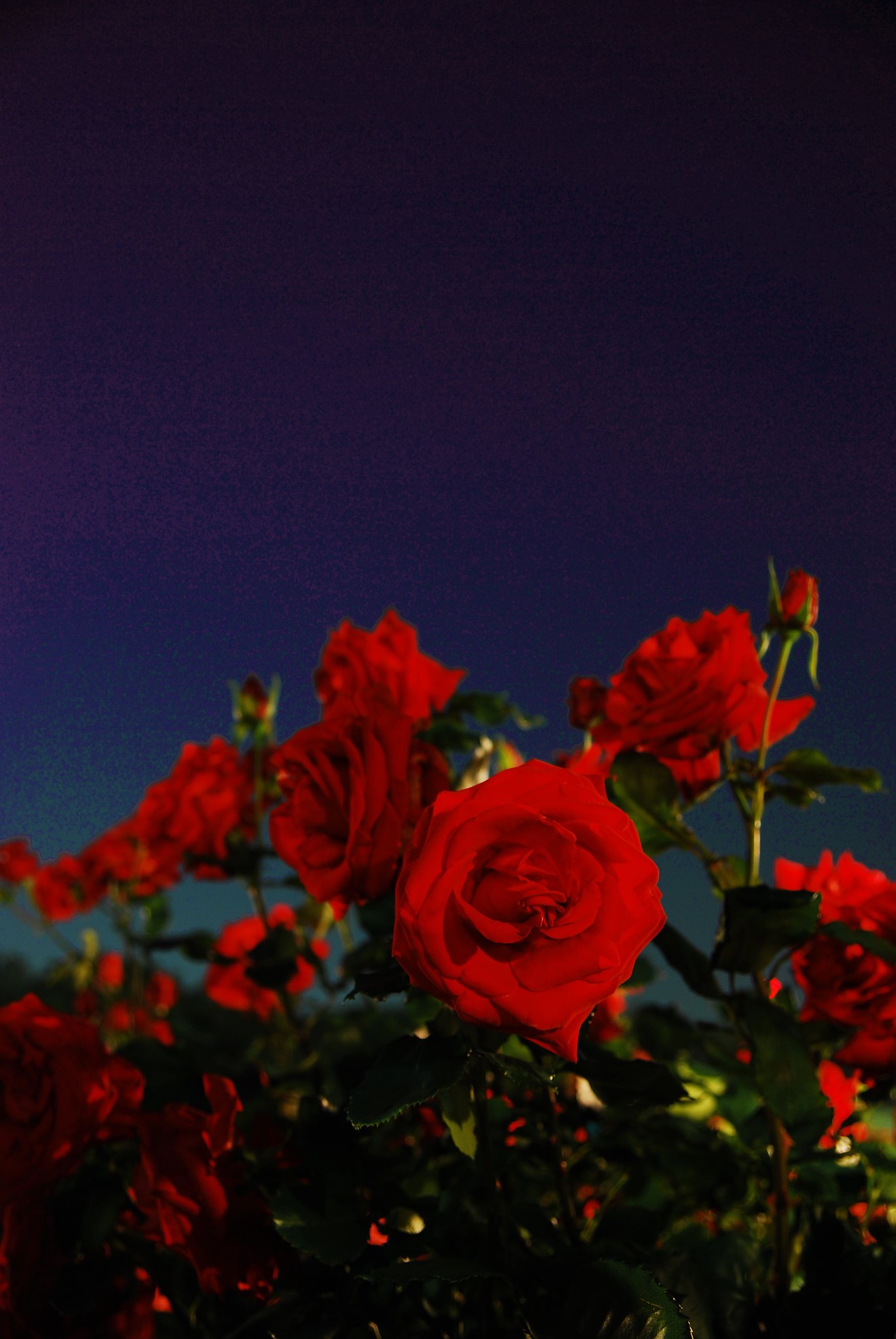夜のバラ