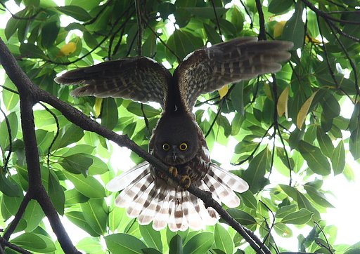 アオバズク動く！