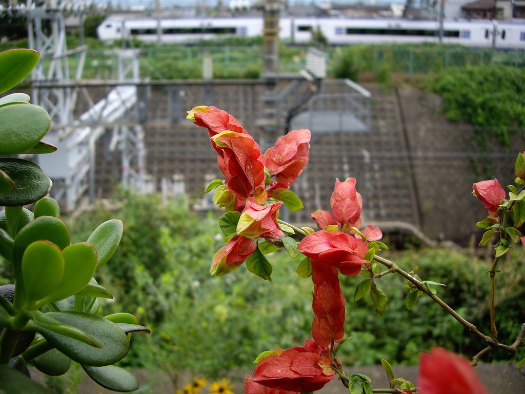 小海老草