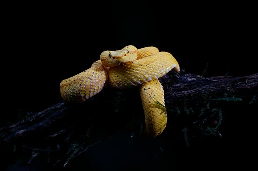 Costa Rica 40
