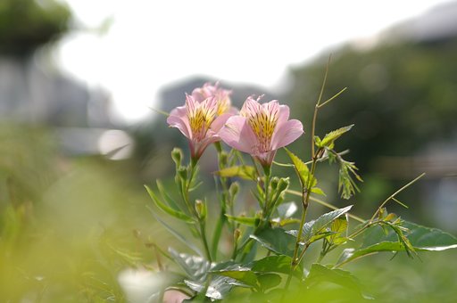 なかよしさん