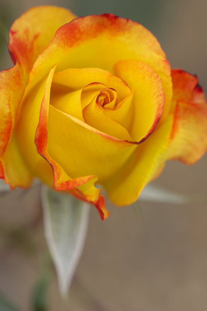 薔薇