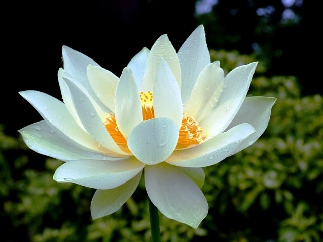 蓮