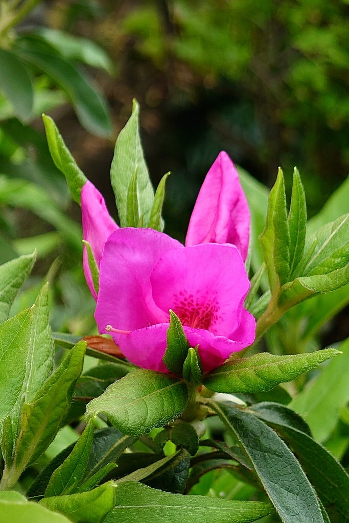 開花途中 ー その２
