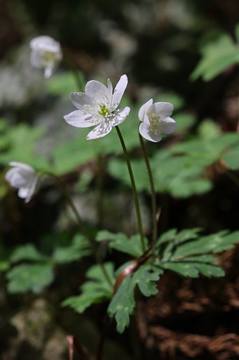 二人はニリンソウ♬