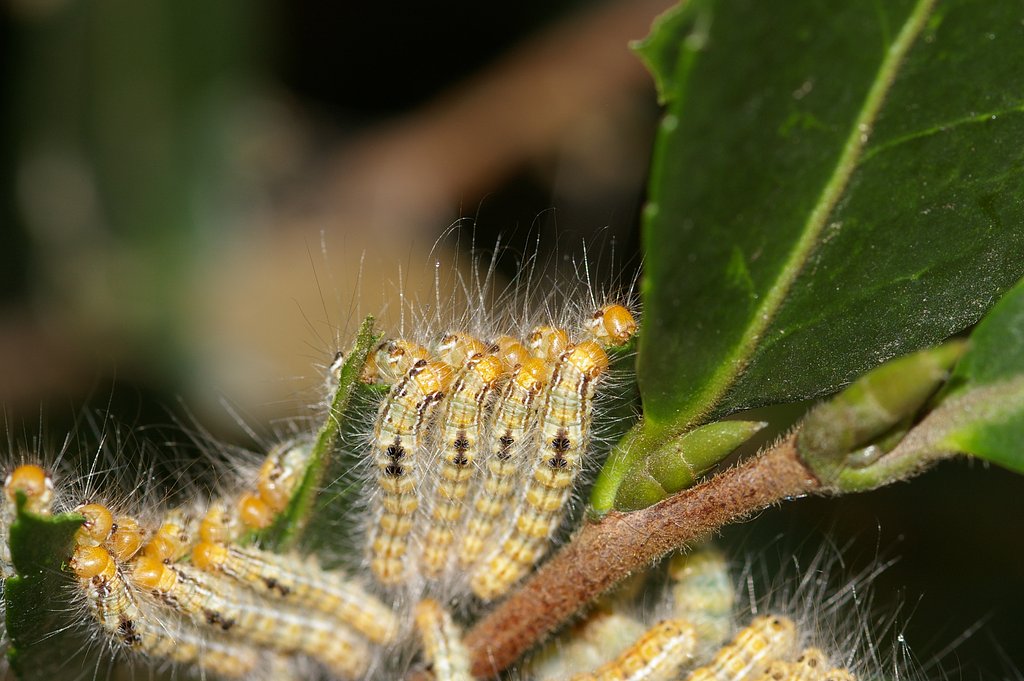 FA Macro 100mm F2.8 並んで食事