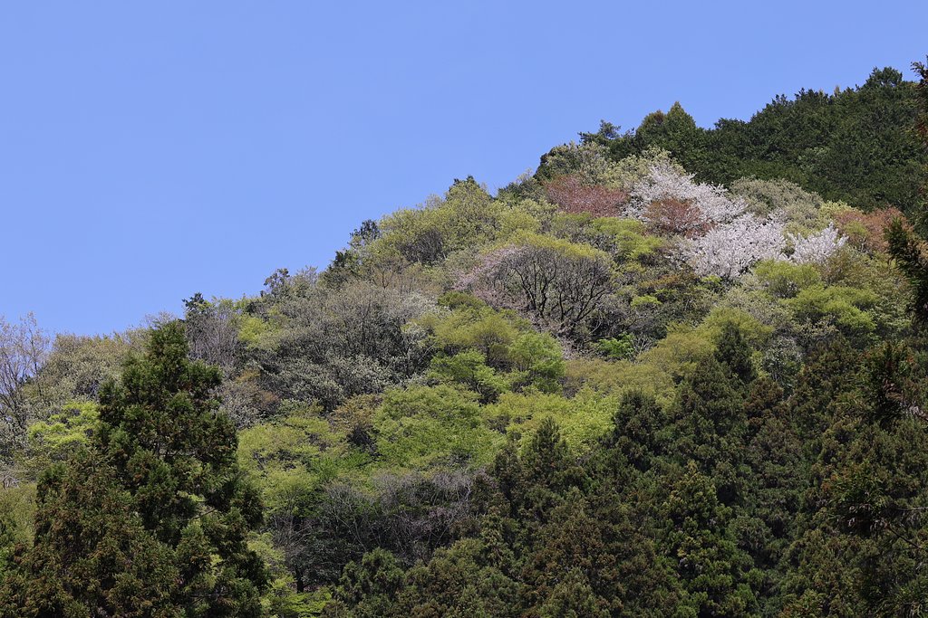 春の山