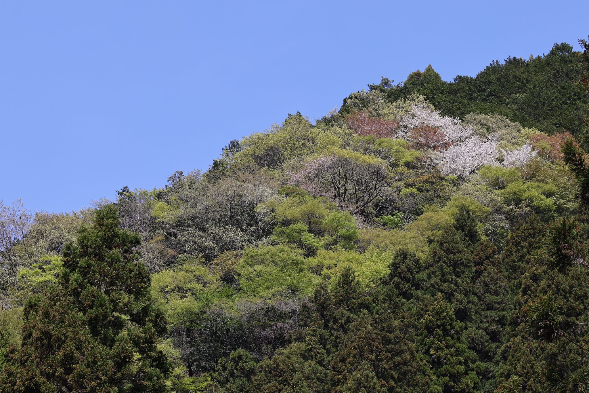 春の山