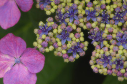 花・花