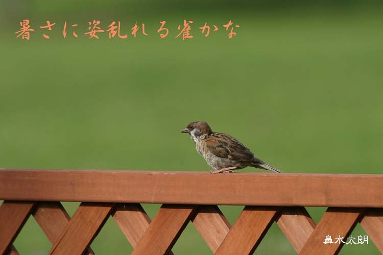 すずめ