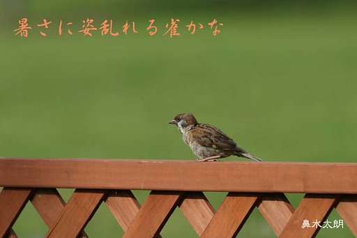 すずめ