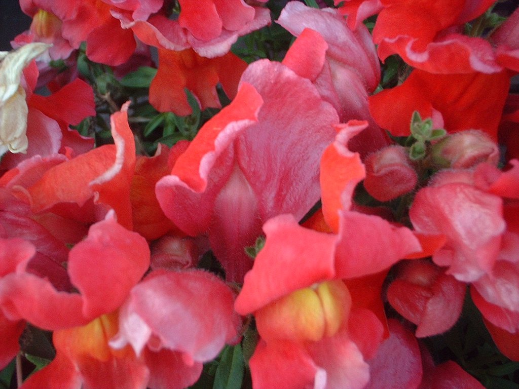 久々の花