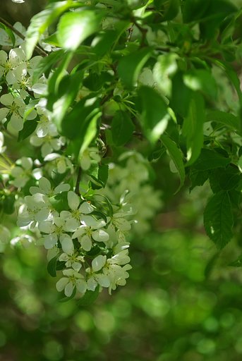 小梨の花ってこんなんよ